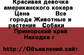 Красивая девочка американского кокера › Цена ­ 35 000 - Все города Животные и растения » Собаки   . Приморский край,Находка г.